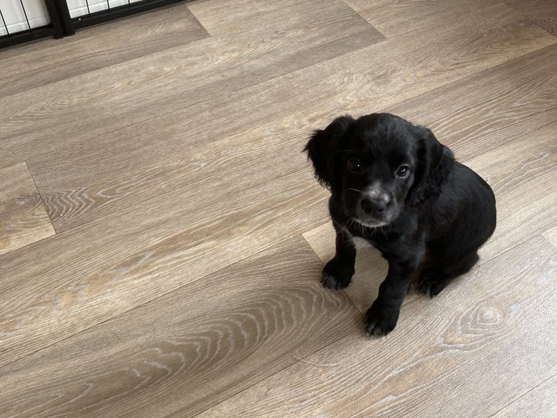 KC Working Cocker Spaniel