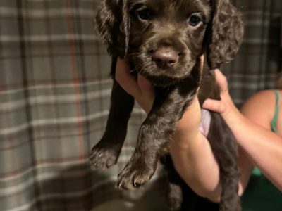 KC Working Cocker Spaniel