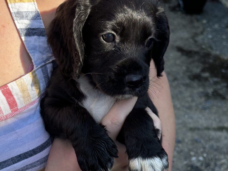 FTAW x FTCH Coc ker Spaniel Puppies for sale - Ready Now