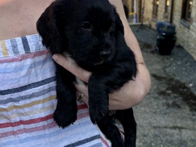 FTAW x FTCH Coc ker Spaniel Puppies for sale - Ready Now
