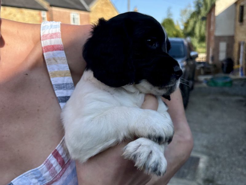 FTAW x FTCH Coc ker Spaniel Puppies for sale - Ready Now