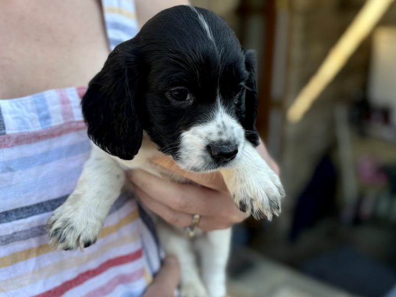 FTAW x FTCH Coc ker Spaniel Puppies for sale - Ready Now