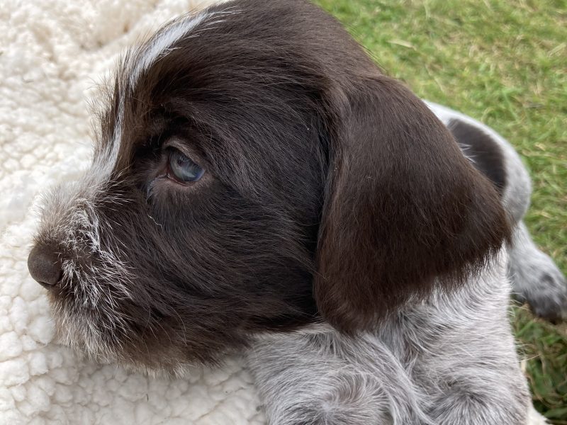 German Wirehaired Pointer & iIalian Spinoni Puppies