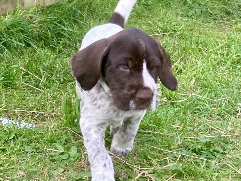 German Wirehaired Pointer & iIalian Spinoni Puppies