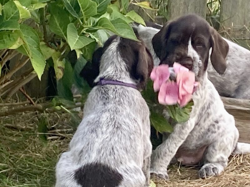 German Wirehaired Pointer & iIalian Spinoni Puppies