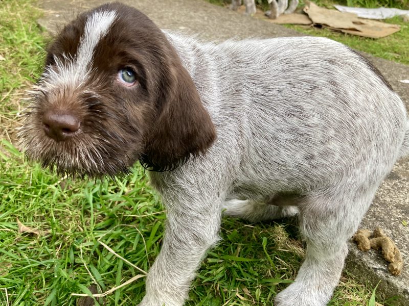 German Wirehaired Pointer & iIalian Spinoni Puppies