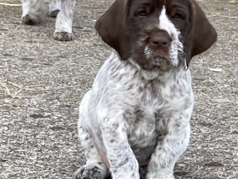 German Wirehaired Pointer & iIalian Spinoni Puppies