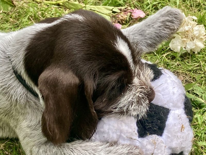German Wirehaired Pointer & iIalian Spinoni Puppies