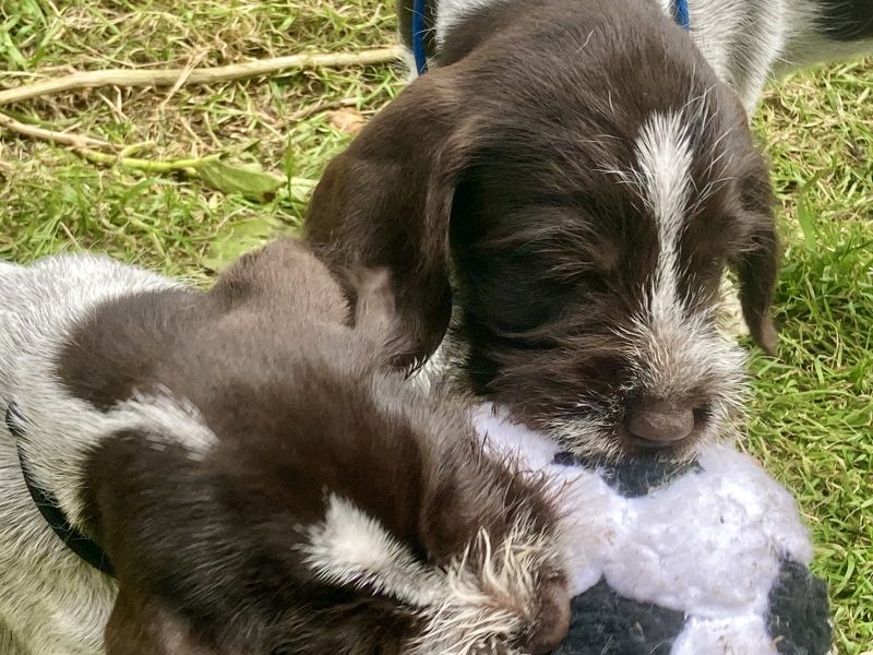 German Wirehaired Pointer & iIalian Spinoni Puppies