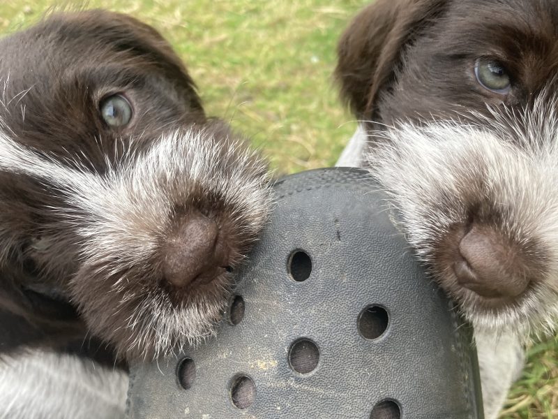 German Wirehaired Pointer & iIalian Spinoni Puppies
