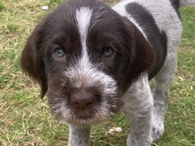 German Wirehaired Pointer & iIalian Spinoni Puppies