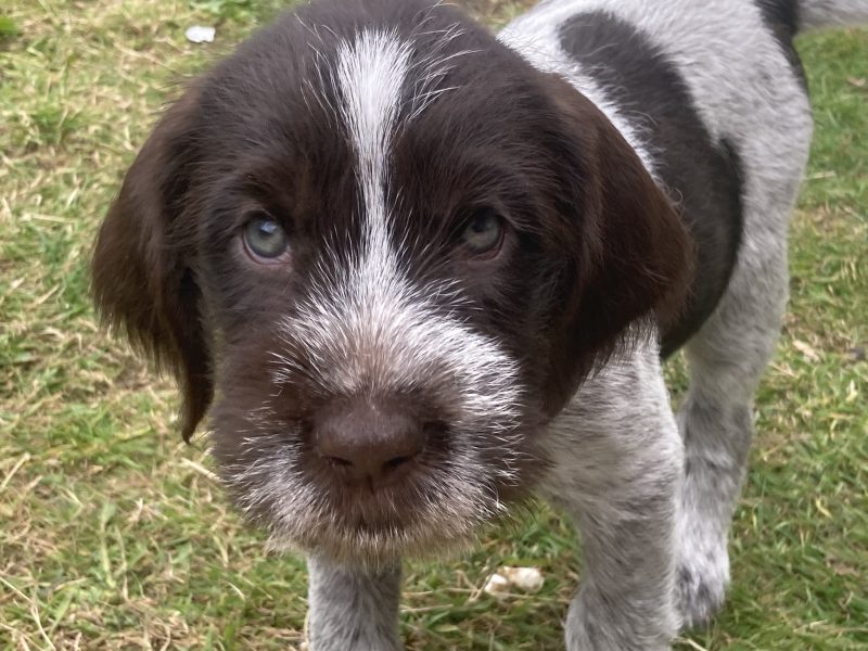 German Wirehaired Pointer & iIalian Spinoni Puppies