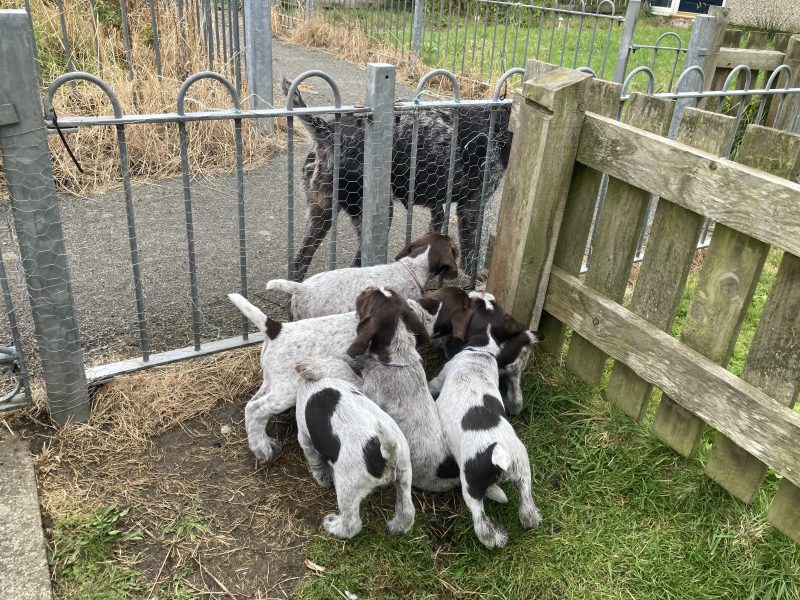 German Wirehaired Pointer & iIalian Spinoni Puppies