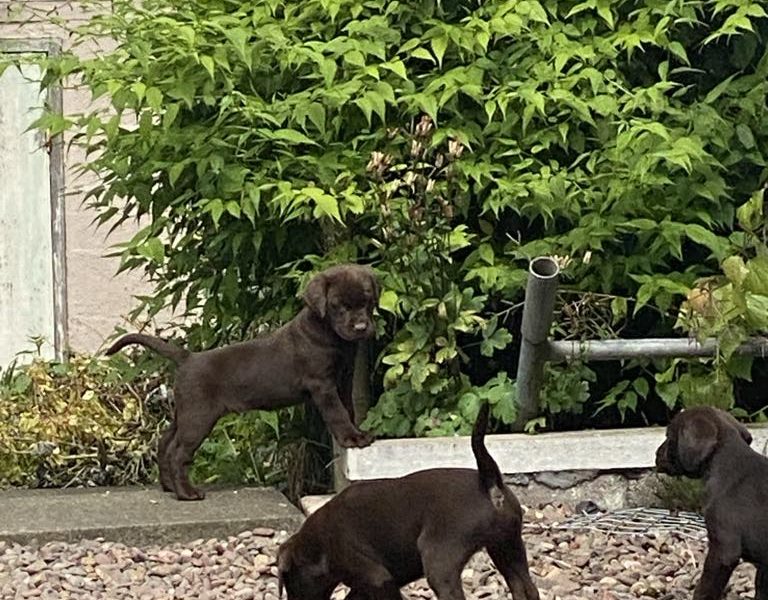 Chocolate Labrador Puppies