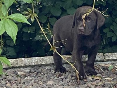 Chocolate Labrador Puppies