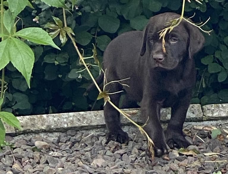 Chocolate Labrador Puppies