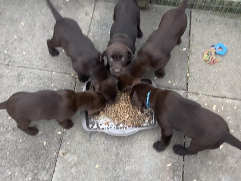 Chocolate Labrador Puppies