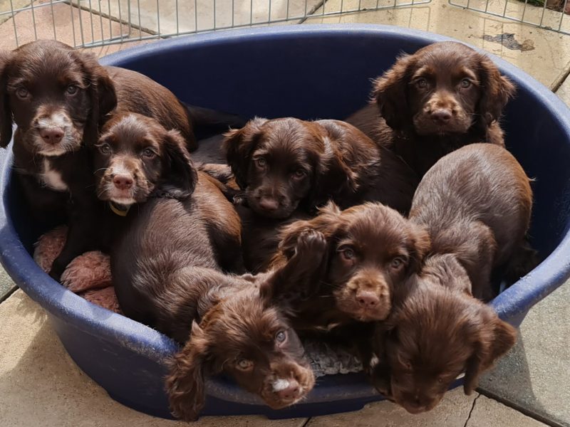 Working cocker spaniel puppies ( chocolate)