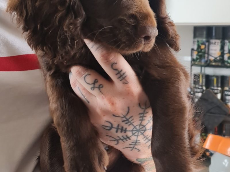 Working cocker spaniel puppies ( chocolate)