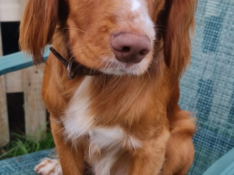 Working cocker spaniel puppies ( chocolate)