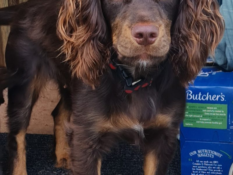 Working cocker spaniel puppies ( chocolate)