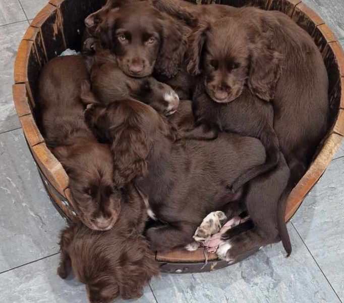 Working cocker spaniel puppies ( chocolate)