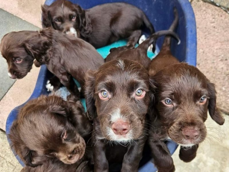 Working cocker spaniel puppies ( chocolate)