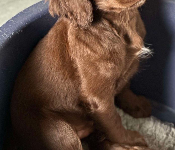Working cocker spaniel puppies ( chocolate)