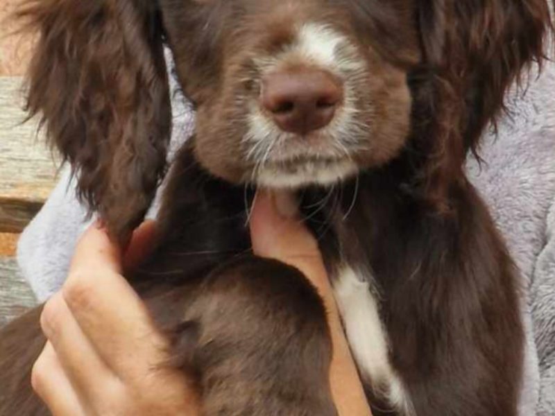 Working cocker spaniel puppies ( chocolate)