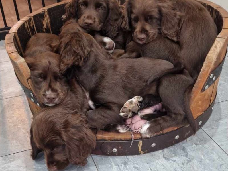Working cocker spaniel puppies ( chocolate)