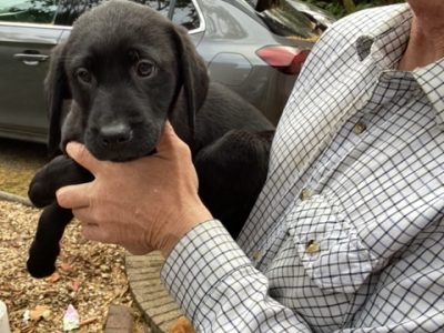 LABRADOR PUPS KC REGD. FTCH BLOODLINES 6 male labrador pups for sale - 2 yellow, 4 black