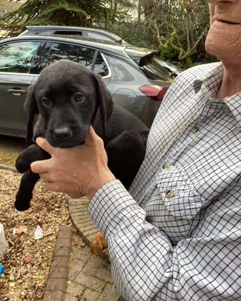 LABRADOR PUPS KC REGD. FTCH BLOODLINES 6 male labrador pups for sale - 2 yellow, 4 black