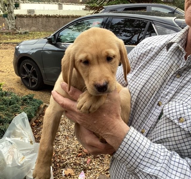 LABRADOR PUPS KC REGD. FTCH BLOODLINES 6 male labrador pups for sale - 2 yellow, 4 black