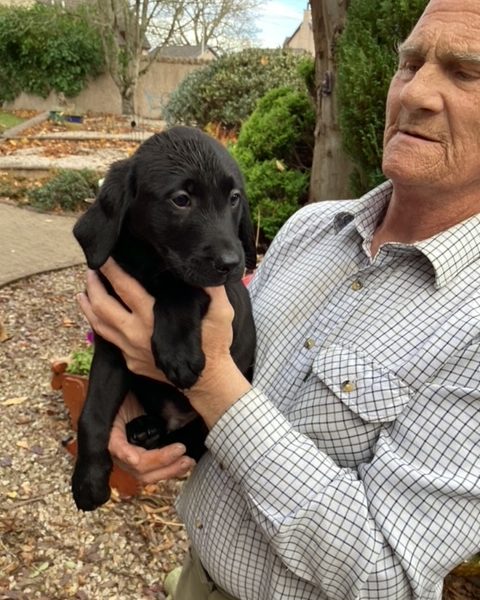 LABRADOR PUPS KC REGD. FTCH BLOODLINES 6 male labrador pups for sale - 2 yellow, 4 black