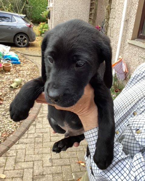 LABRADOR PUPS KC REGD. FTCH BLOODLINES 6 male labrador pups for sale - 2 yellow, 4 black
