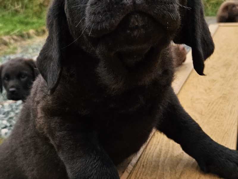 Chesador Puppies. ped. Chesapeake Bay Retriever x ped. Labrador