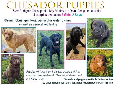 Chesador Puppies. ped. Chesapeake Bay Retriever x ped. Labrador