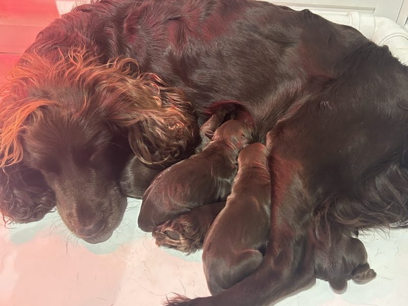 4 chocolate brown working sprocker pups for sale. ❤️