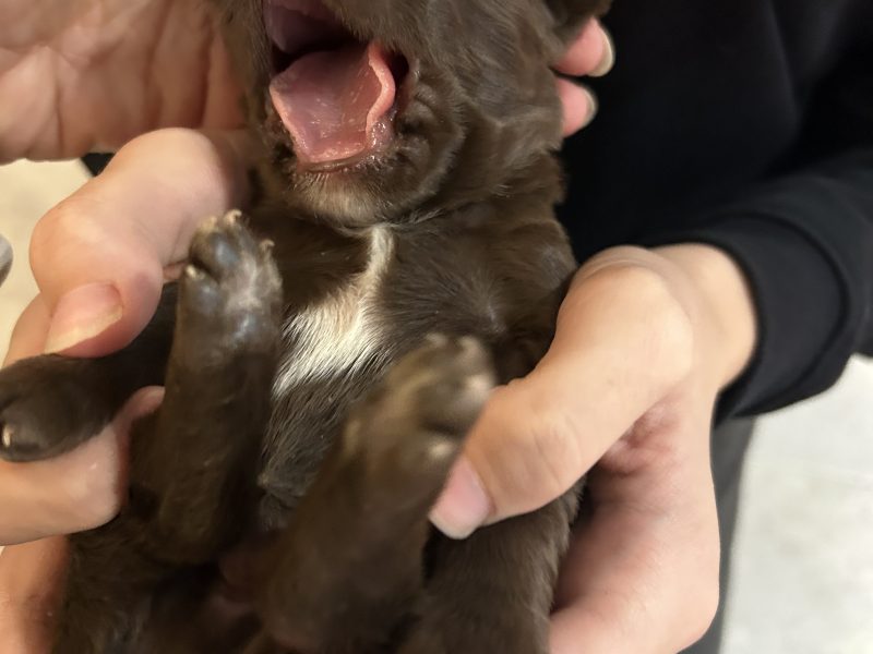 4 chocolate brown working sprocker pups for sale. ❤️