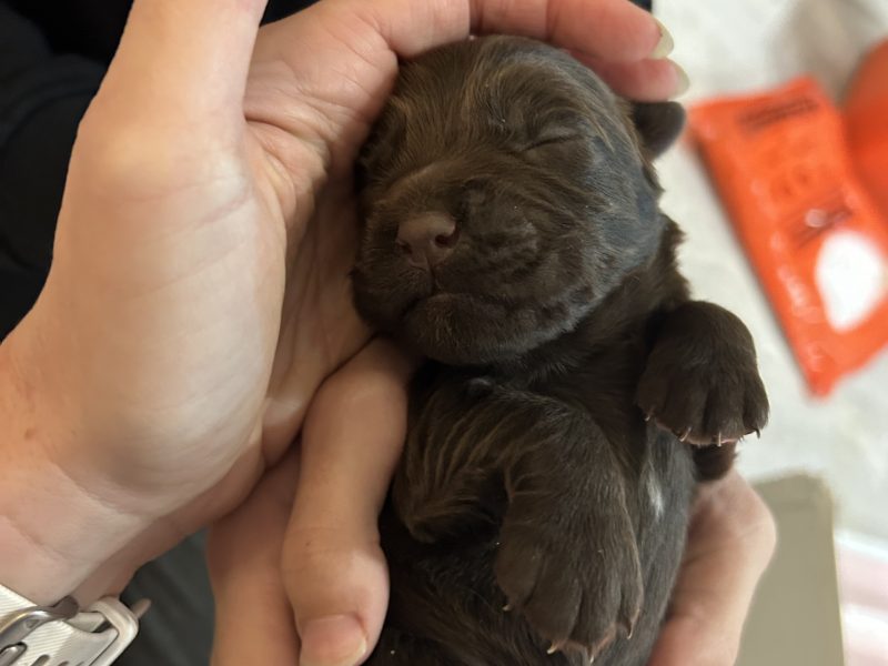 4 chocolate brown working sprocker pups for sale. ❤️