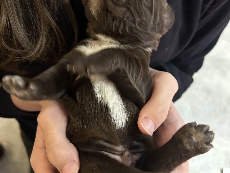 4 chocolate brown working sprocker pups for sale. ❤️