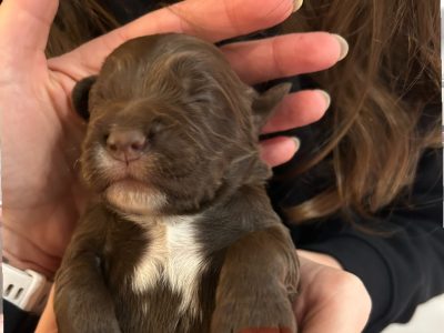 4 chocolate brown working sprocker pups for sale. ❤️