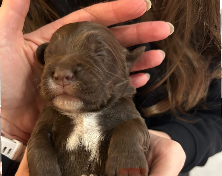 4 chocolate brown working sprocker pups for sale. ❤️