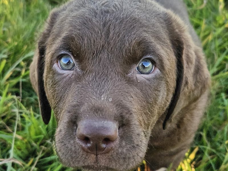 Chesador Puppies. ped. Chesapeake Bay Retriever x ped. Labrador