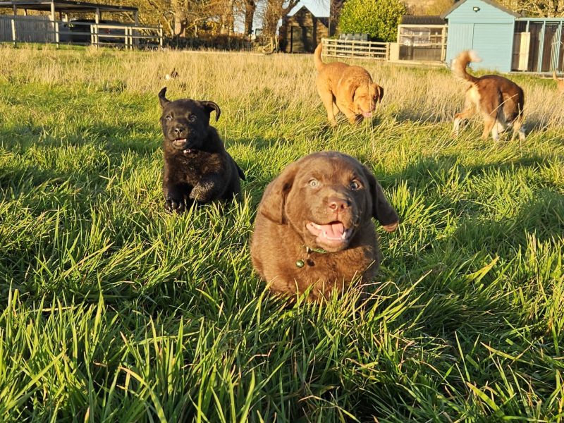 Chesador Puppies. ped. Chesapeake Bay Retriever x ped. Labrador