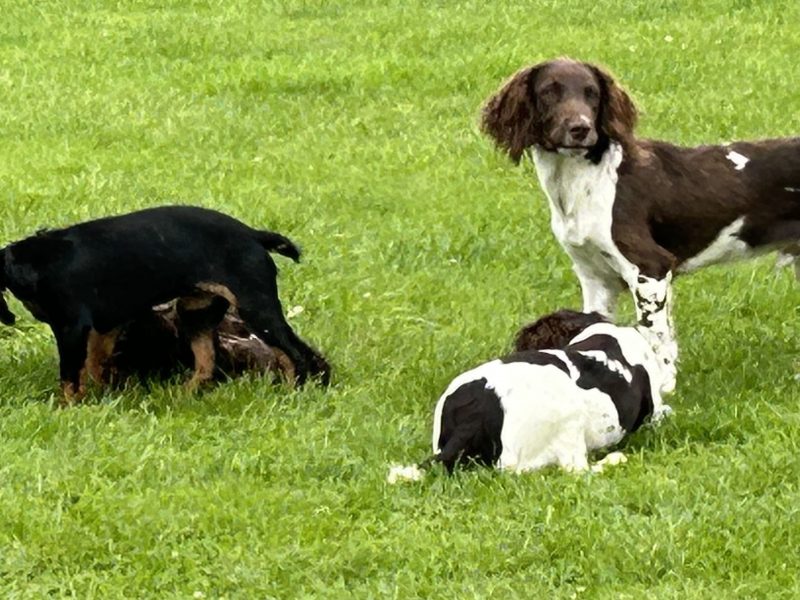 4 chocolate brown working sprocker pups for sale. ❤️