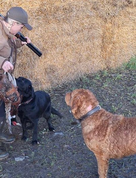 Chesador Puppies. ped. Chesapeake Bay Retriever x ped. Labrador