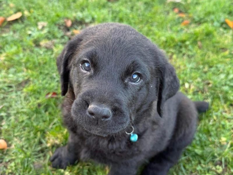 Chesador Puppies. ped. Chesapeake Bay Retriever x ped. Labrador