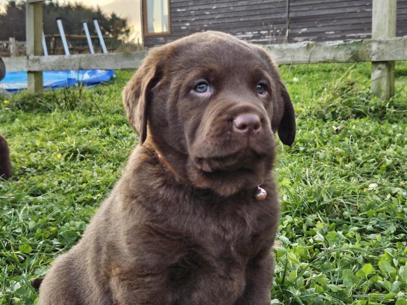Chesador Puppies. ped. Chesapeake Bay Retriever x ped. Labrador