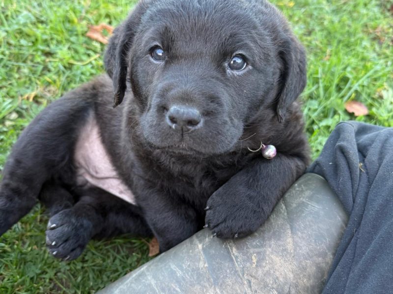 Chesador Puppies. ped. Chesapeake Bay Retriever x ped. Labrador